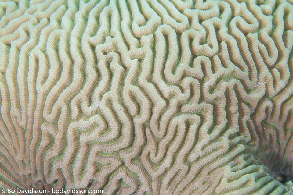 BD-120420-Fury-Shoal-5723-Platygyra-sp.-Ehrenberg.-1834-[Brain-coral].jpg